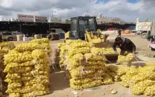 إتلاف كميات من الموز واstrongلبstrongطاطا غير