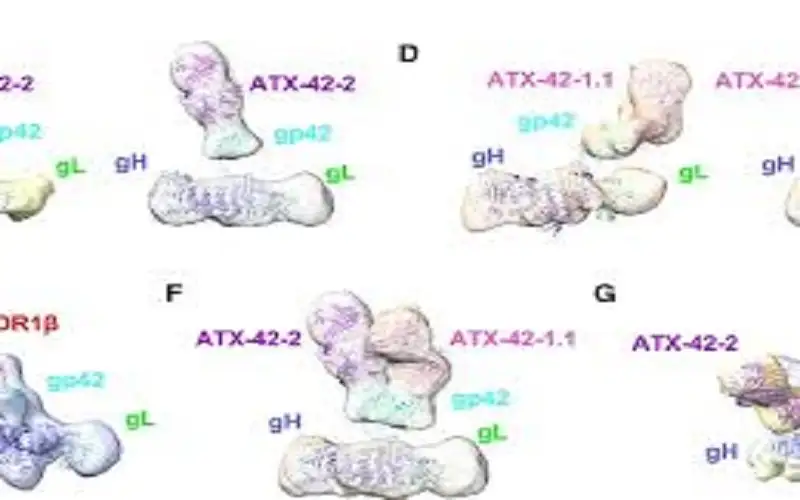 علماء يطورون أجساما مضادة واعدة للوقاية
