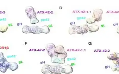 الخيرية الهاشمية تواصل تـوزيــع طــرود الـمـســاعــدات