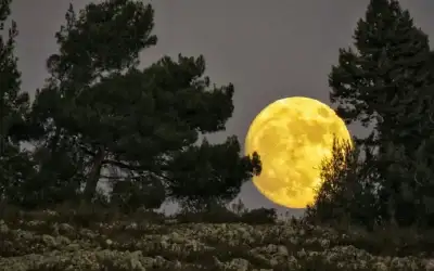 108 دنانير سعر الذهب عيار 21