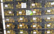 strongالأردنstrong يعفي الصادرات الزراعية الفلسطينية من