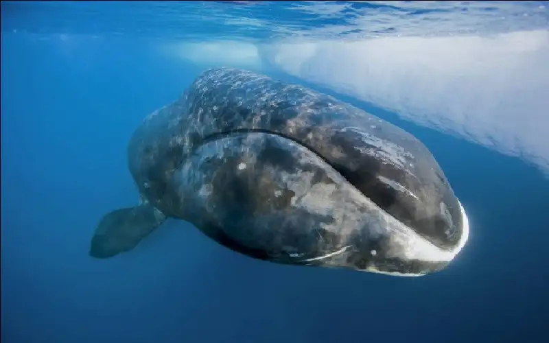 آلية بيولوجية قد تغير فهم البشرية