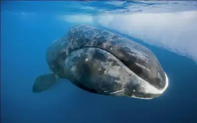 الفايز: الأعيان يقوم بدوره الرقابي والتشريعي