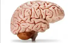 المناخ يؤثر بstrongصحةstrong العقل