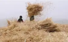 الحكومة تعتزم شراء 240 ألف طن