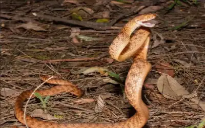 نعي انعام خليل علي الصالح