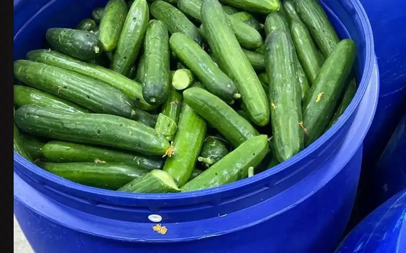 صحيفة نيسان ـ الغذاء والدواء تغلق مشغل مخللات غير