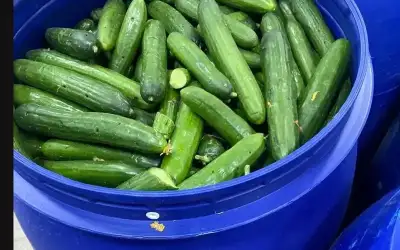 الاحتلال يعتقل 14 فلسطينيا بالضفة الغربية