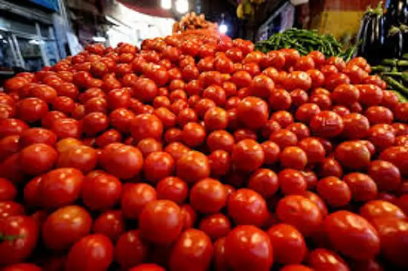 55 قرشا سعر كيلو البندورة في