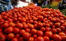 55 قرشا سعر كيلو اstrongلبstrongندورة في