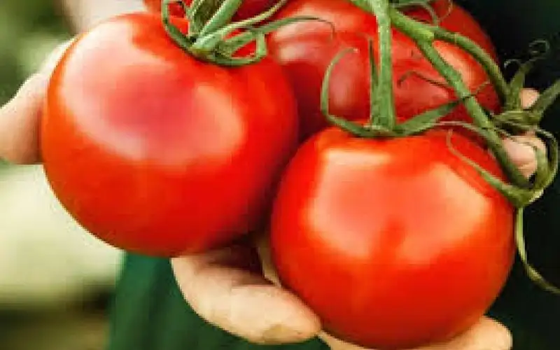 صحيفة نيسان ـ وزير الزراعة: أهمية وصول الخضار والفواكه