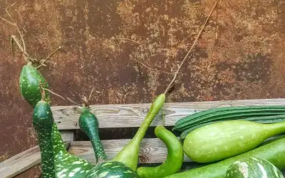 مصر تتخلص من المواد الخطرة في