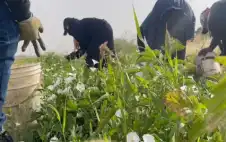 الهطولات المطرية الأخيرة تنعش الزراعة في