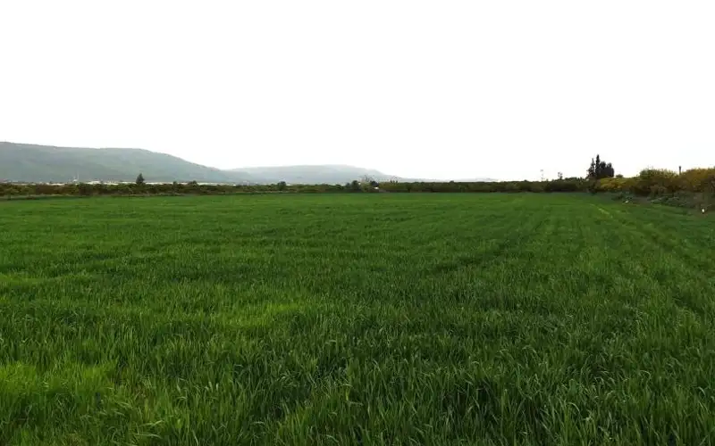 وزارة الزراعة: الأمطار الأخيرة تبشر بموسم