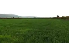 وزارة الزراعة: الأمطار الأخيرة تبشر بموسم