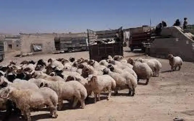 صحيفة نيسان ـ الأردن يستورد 400 طن من لحوم