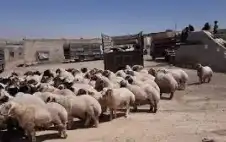 strongالأردنstrong يستورد 400 طن من لحوم