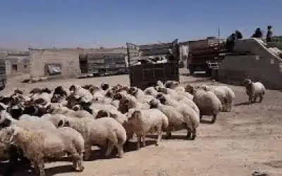 تلاعب بالجهاز العصبي.. ابتكار يتحكم في