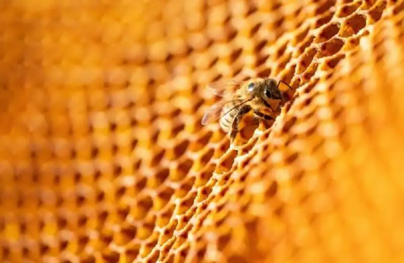 نحل لبنان يهجر الجنوب إلى مناطق