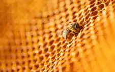 نحل strongلبstrongنان يهجر الجنوب إلى مناطق