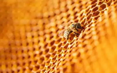 الحسين إربد يقهر الوحدات والبقعة يتعادل