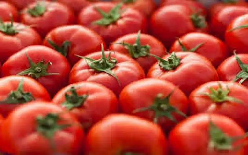 الزراعة: تعليق تصدير البندورة اعتبارا من