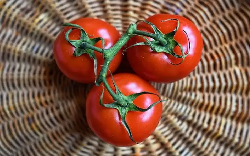 وزير الزراعة: السعر المقبول للبندورة بين