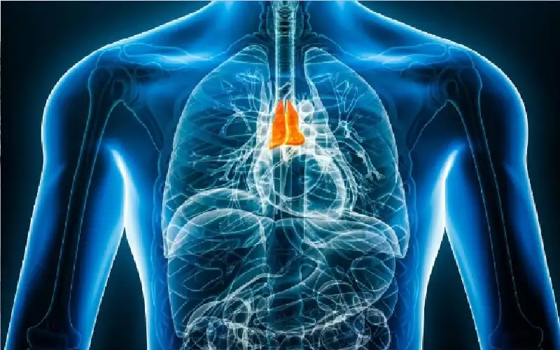 عضو منسي في الجسم يعيد تشكيل