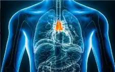 عضو منسي في الجسم يstrongعيstrongد تشكيل