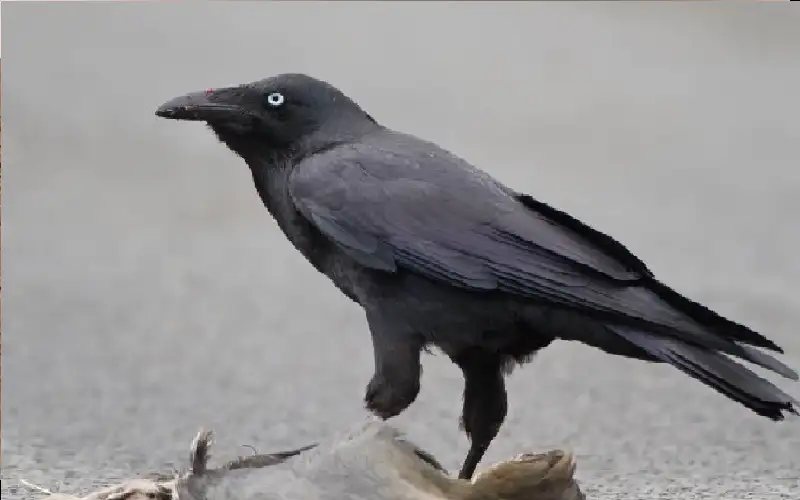 اكتشاف علمي مذهل.. ماذا يعرف الغراب