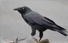 اكتشاف علمي مذهل.. ماذا يعرف الغراب