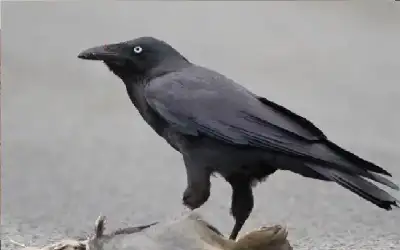 محافظ جرش يوعز باغلاق شارع محاذ