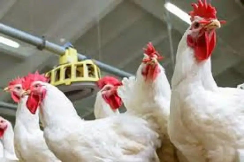 اجتماع حكومي مع مربي الدواجن لبحث