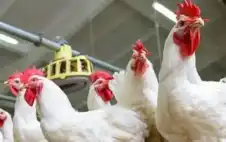 اجتماع حكومي مع مربي الدواجن strongلبstrongحث