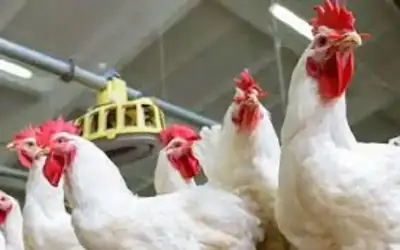 كي لا يعود العرب غساسنة ومناذرة