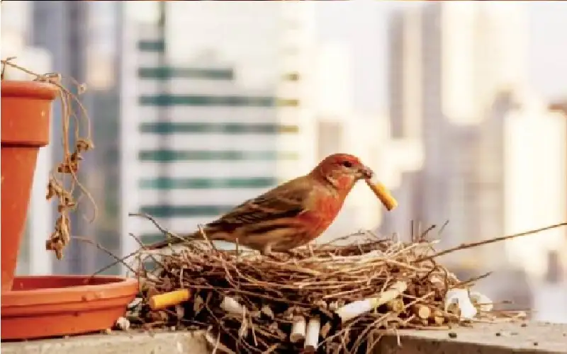 الطيور تحمي أعشاشها من الطفيليات بسموم
