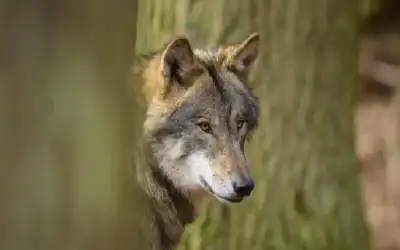 منوعات ـ بعد 28 عاما من السلام.. ألمانيا