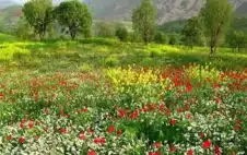 شهر نـيسان ابريل في الموروث الجمstrongعيstrong