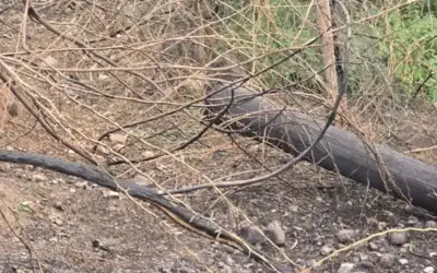 تجدد الغارات الإسرائيلية على ضاحية بيروت