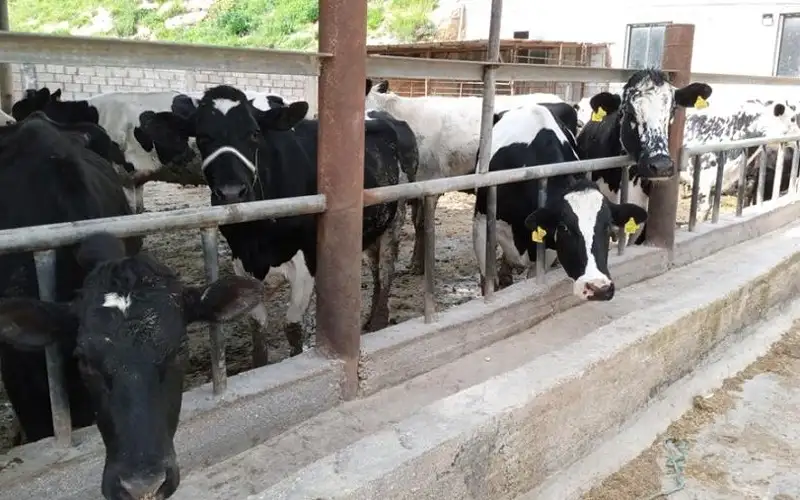 الموافقة على بيع مربي الأبقار الشعير