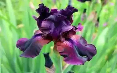 منطقة عجلون التنموية: مليون زائر لتلفريك