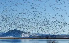 كيف تهاجر الطيور آلاف الأميال بلا