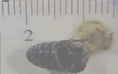 آلاف المصلين يؤدون الفجر بـالاقصى وسط