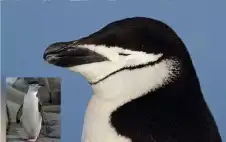 ظاهرة تربك العلماء.. طائر ينام 10