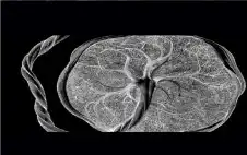 لا أحد يعرفها.. اكتشاف نوع جديد