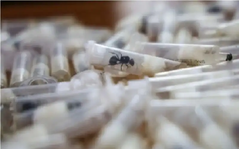 من مطار نيروبي.. ضبط 2000 نملة