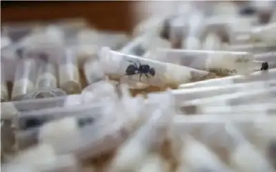 ضبط 166 حالة عمل أطفال خلال