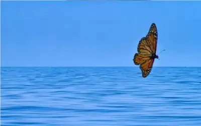 لأول مرة منذ 20 عاما ..