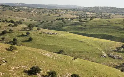 هل سيسمحون لأمير عربي هاشمي قيادة