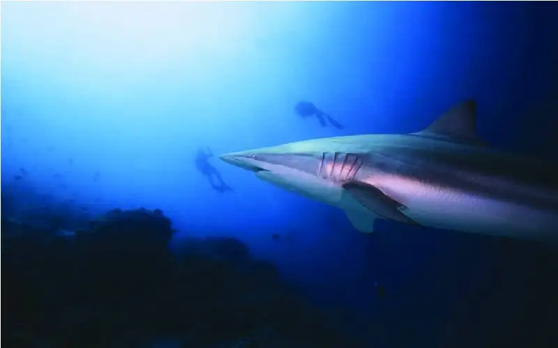 سمكة قرش تحول شهر عسل إلى